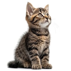 Obraz premium European Shorthair 6 Months Old Sitting, White Background, Illustrations Images