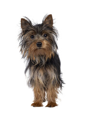 Cute little black and tan Yorkshire Terrier dog puppy, standing facing front. Looking towards camera. Isolated cutout on a transparent background.