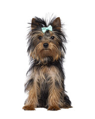 Cute little black and tan Yorkshire Terrier dog puppy, sitting up facing front wearing bow tie. Looking towards camera. Isolated cutout on a transparent background.