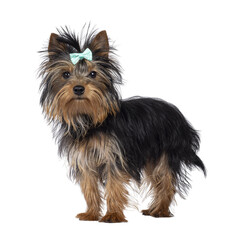 Cute little black and tan Yorkshire Terrier dog puppy, standing side ways wearing bow tie. Looking towards camera. Isolated cutout on a transparent background.