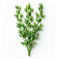 Green Flax Twigs Linseed On Natural, White Background, Illustrations Images
