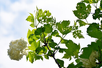 A flowering viburnum bush with perforated leaves and pyrrhalta viburni larvae
