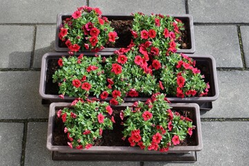 Healthy, profusely flowering seedlings of million bells (Calibrachoa) transplanted into window...