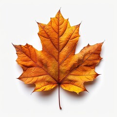 Leaf Autum On White Background Lonely, White Background, Illustrations Images