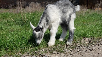 Young Goat Kid Grazing Freely in a Meadow
