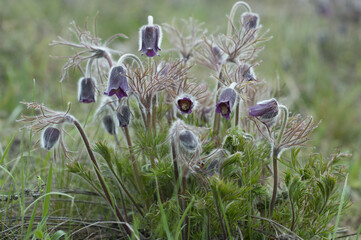 Close-Up of the Rare and Beautiful Blooms of Pulsatilla patens, also Known as Pasqueflower