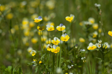 Obraz premium Meadow Elegance: Close-Up of Field Pansy (Viola arvensis) Blossoms, Wildflowers Painting a Beautiful Tapestry on the Meadow Canvas.
