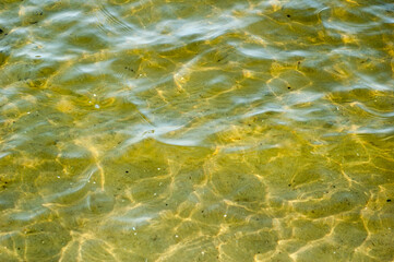 Olive color river water texture