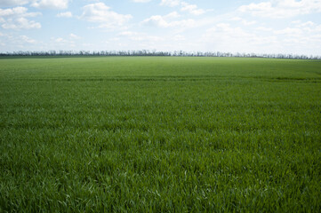 Wide green field of winter wheat under the blue sky. - 706326075