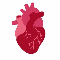 human heart anatomy model isolated