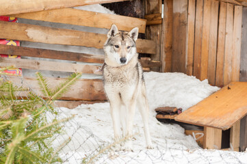 One collared wolf on the background of a wooden house - 706326422