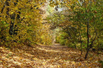 Beautiful path through the autumn forest. Bright autumnal landscape.