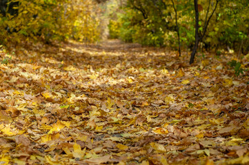 Beautiful path through the autumn forest. Bright autumnal landscape. Fallen maple leaves