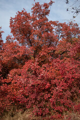 Red tree of Cotinus. Grace smokebush or smoketree (Cotinus Grace). Vertical orientation.