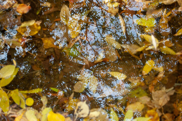 Autumn's Subaqueous Tapestry: Yellow Leaves Cascading Underwater in a Tranquil Stream, Capturing the Essence of Fall.