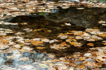 Yellow autumn fallen leaves in stream. Water surface