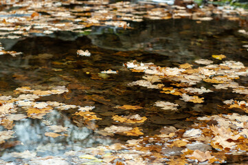 Golden Symphony of Autumn: Yellow Leaves Adorn the Water Surface and Submerged Depths, Creating a Stunning Tapestry of Nature's Seasonal Splendor.