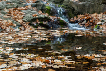 Autumn Serenity: Small Waterfall Surrounded by Fallen Oak Leaves and Rock