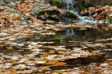 Fototapeta premium Autumn Elegance: Small Waterfall Amidst Fallen Oak Leaves and Rockscape