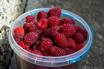 Ripe fresh red raspberries in a small bucket close up. Top view