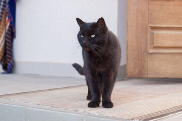 Big black cat in the yard of the house near the door - 706327202