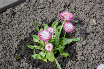 White and pink strawflowers, scientifically known as Xerochrysum bracteatum.