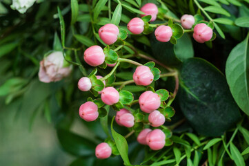 Close up of pink hypericum berries - 706329203