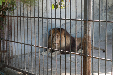 A lion lies behind the bars of a cage in a zoo