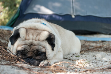 Tired pug sleeps near a tent at a midday - 706331232