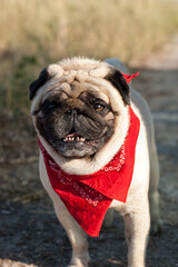 Charming pug looking forward and wearing red bandana around his neck - 706331235