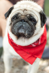 Close up portrait of adorable pug. Doggy looking forward and wearing a red bandana around his neck. Vertical orientation - 706331274