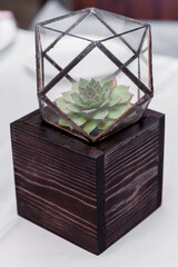 Glass florarium vase with succulent plant on a wooden stand. Home indoor plant. - 706331400