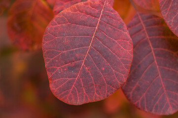 Crimson Elegance: Close-Up View of the Brilliant Red Leaves of Cotinus Grace a Stunning Smokebush or Smoketree in Full Splendor. - 706331444
