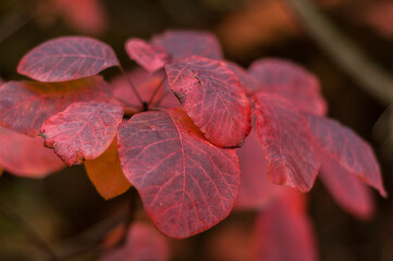 Crimson Elegance: Close-Up View of the Brilliant Red Leaves of Cotinus Grace. - 706331446