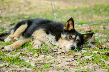 Sad homeless dog lying on the ground - 706331492