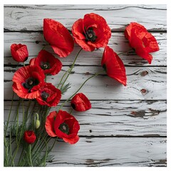 Red Poppy Flowers On White Wooden, White Background, Illustrations Images