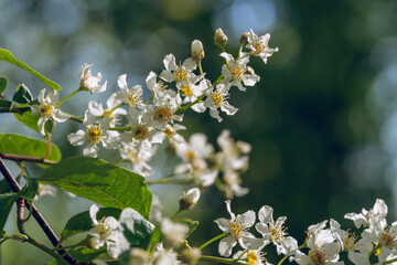 European bird cherry in blossom on a sunny summer day