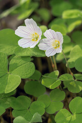 Fragile flowers of the wood sorrel in soft early summer light at the bottom of the forest
