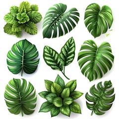 Set Green Tropical Leaves On White, White Background, Illustrations Images
