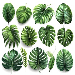 Set Green Tropical Leaves On White, White Background, Illustrations Images