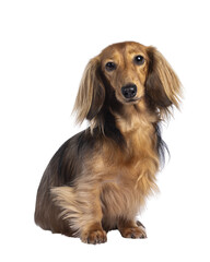 Cute smooth longhaired Dachshund dog aka teckel, sitting up facing front. Looking towards camera....