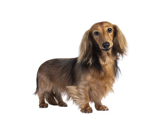 Cute smooth longhaired Dachshund dog aka teckel, standing up side ways. Looking towards camera. Isolated cutout on a transparent background. © Nynke