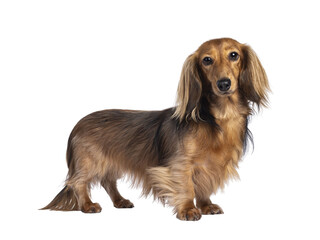 Fototapeta premium Cute smooth longhaired Dachshund dog aka teckel, standing up side ways. Looking towards camera. Isolated cutout on a transparent background.d