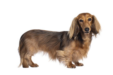 Cute smooth longhaired Dachshund dog aka teckel, standing up side ways. Looking towards camera....