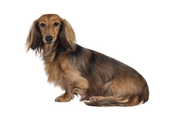 Cute smooth longhaired Dachshund dog aka teckel, sitting up side ways. Looking towards camera....