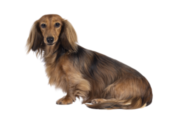 Cute smooth longhaired Dachshund dog aka teckel, sitting up side ways. Looking towards camera. Isolated cutout on a transparent background.