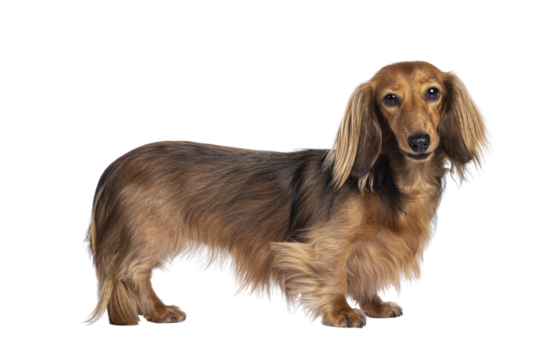 Cute smooth longhaired Dachshund dog aka teckel, standing up side ways. Looking towards camera. Isolated cutout on a transparent background.