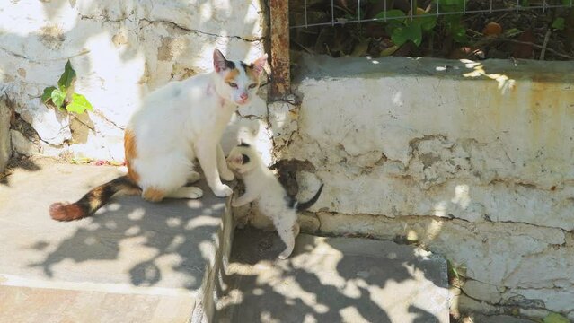 Tiny kitten mom mother cat family together, newborn baby cat playing walking outdoors outside on street stairs of Agios Kirykos, Ikaria Greece
