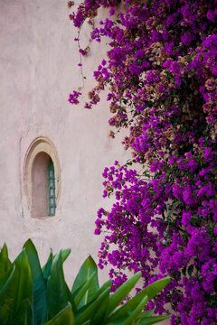 Fototapeta Purple Bougainvillea on Outside Wall 