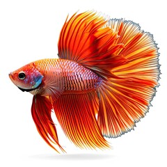 Fototapeta premium Siamese Fighting Fish Betta Splendenscrowntail Red, White Background, Illustrations Images